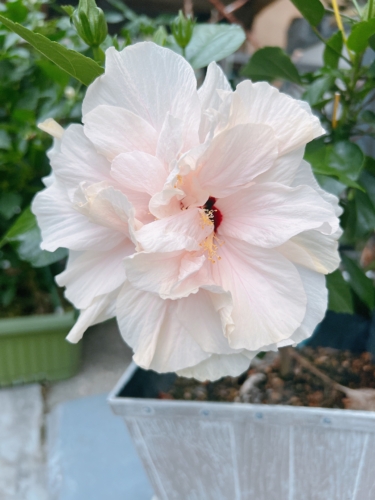 咲きました！ « 株式会社エイブル